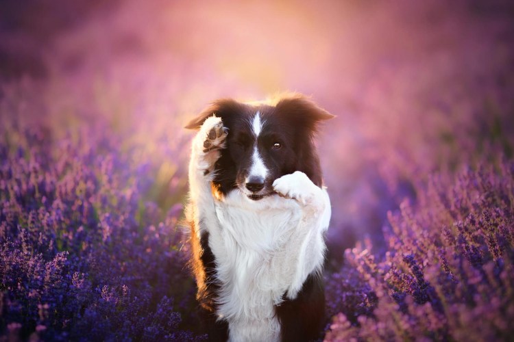 Собачий фон