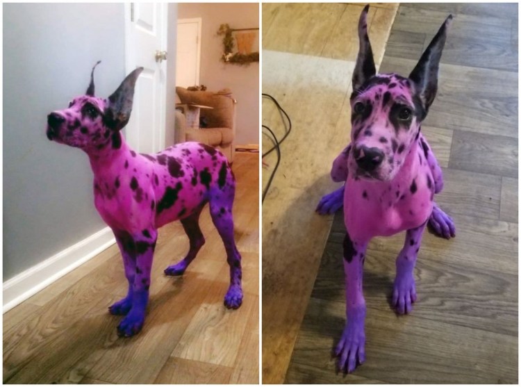 Лиловый чихуахуа