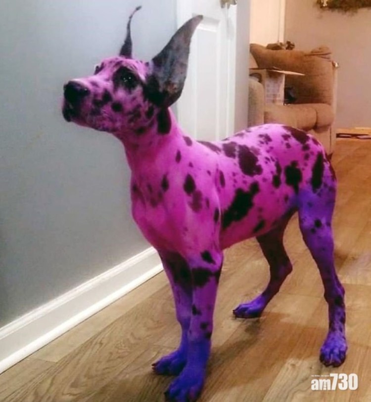 Доберман изабелловый окрас