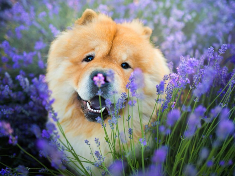 Собака с цветком