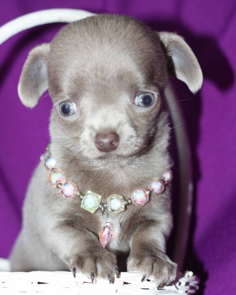 Лиловый чихуахуа