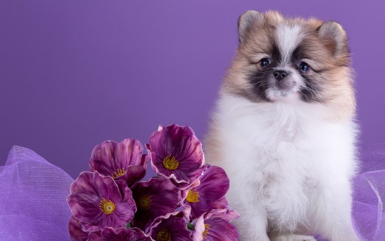 Лиловая собака