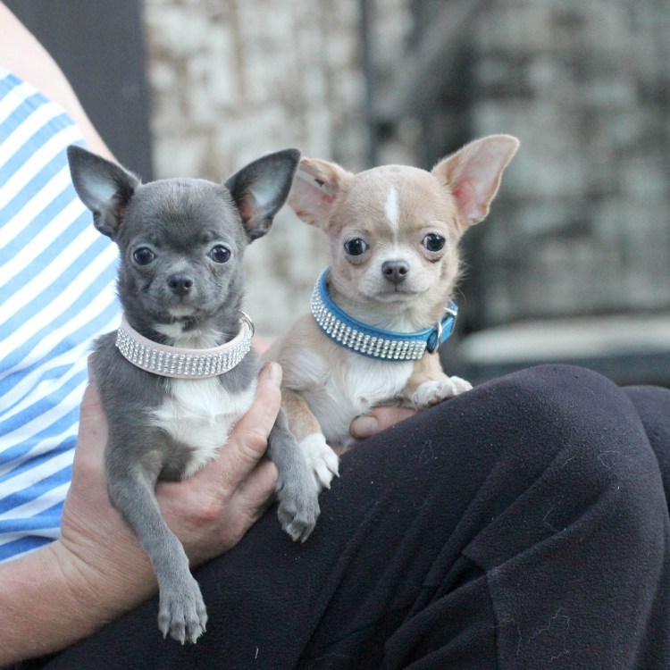 Собаки с покрашенной шерстью