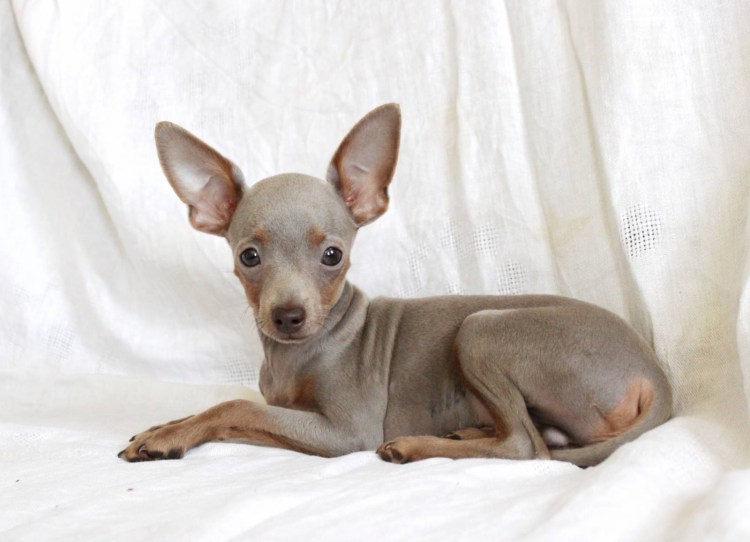 Лиловый хаски