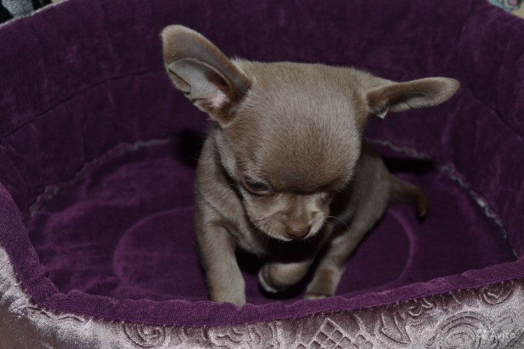 Лавандовая бордер колли