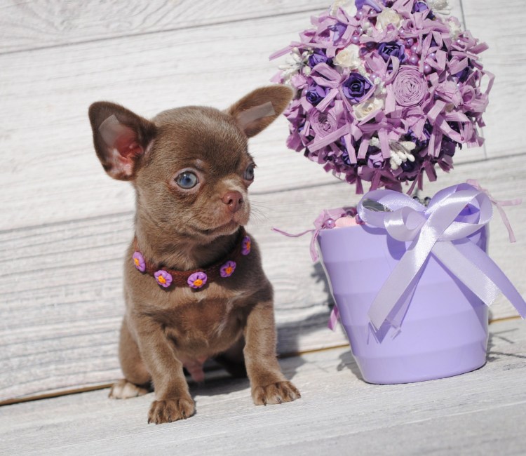 Фиолетовая собака