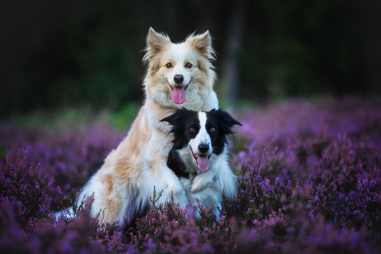 Собака в лавандовом поле