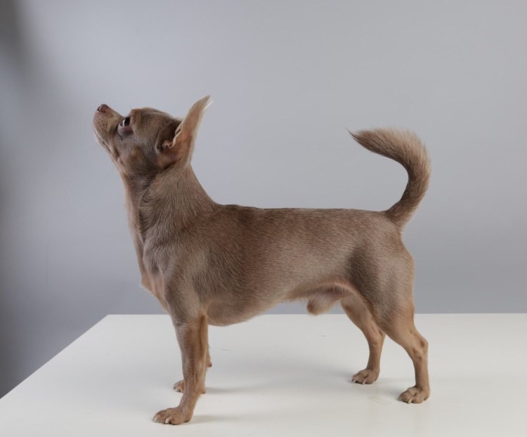 Изабелловый окрас той терьера