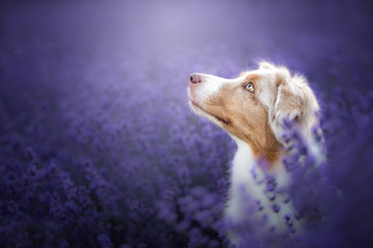 Лилак фавн французский бульдог