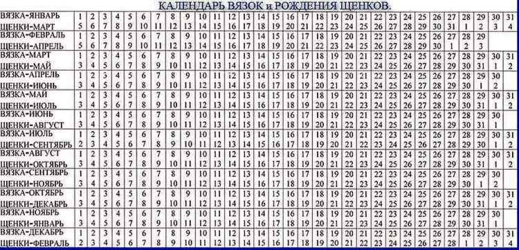 Течка у собак немецкая овчарка