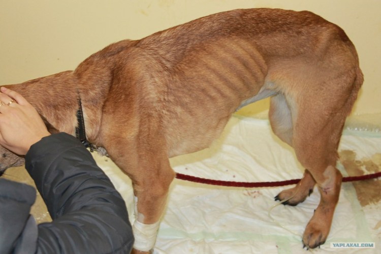 Течка у русского спаниеля