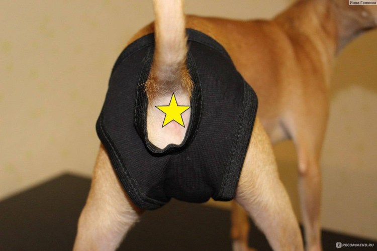 Очищение параанальных желез у собаки