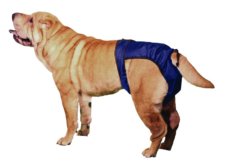 Трусы для собак при течке чихуахуа