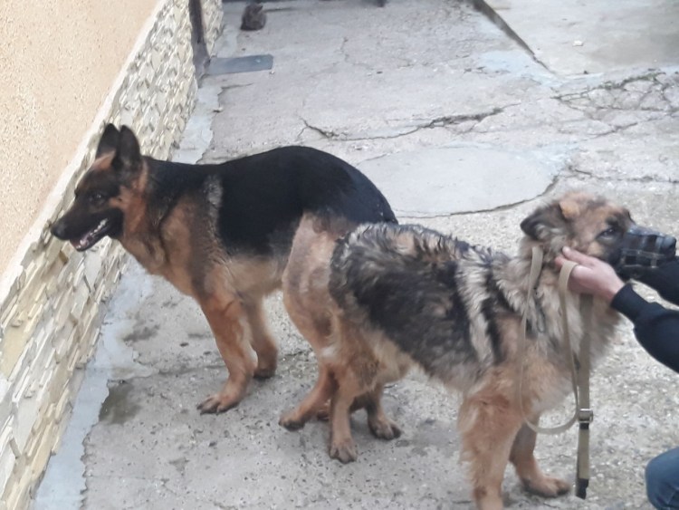 Беременность у собак Бигль