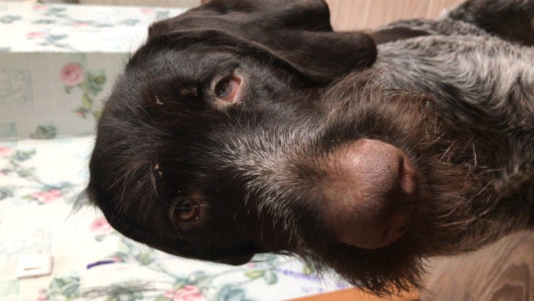 Послеродовая гипокальциемия собак