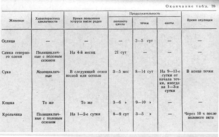 Первая течка у той терьера