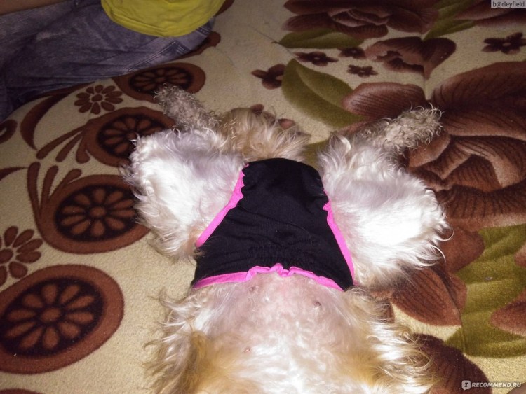 Бигль течка