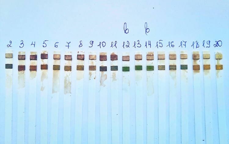 Мопс стандарт породы