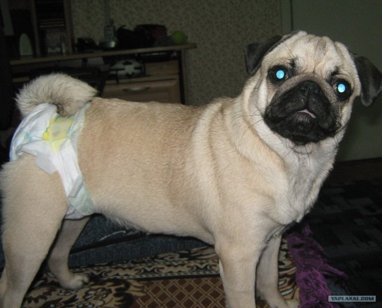 Крипторхизм у йоркширского терьера