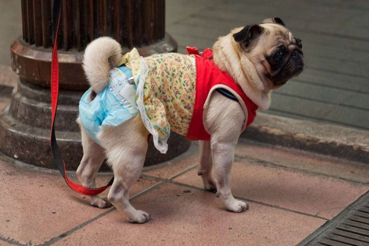 Можно ли купаться собаке когда течка