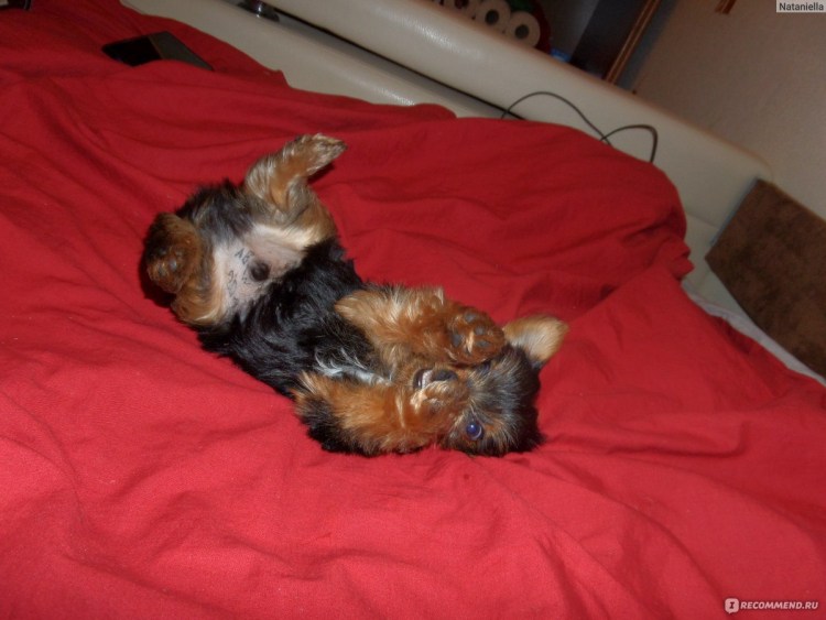 Дратхаар беременность