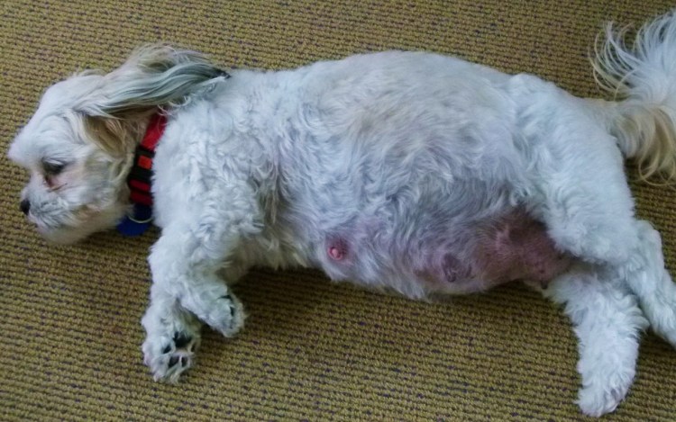 Вязка роды собак таблица