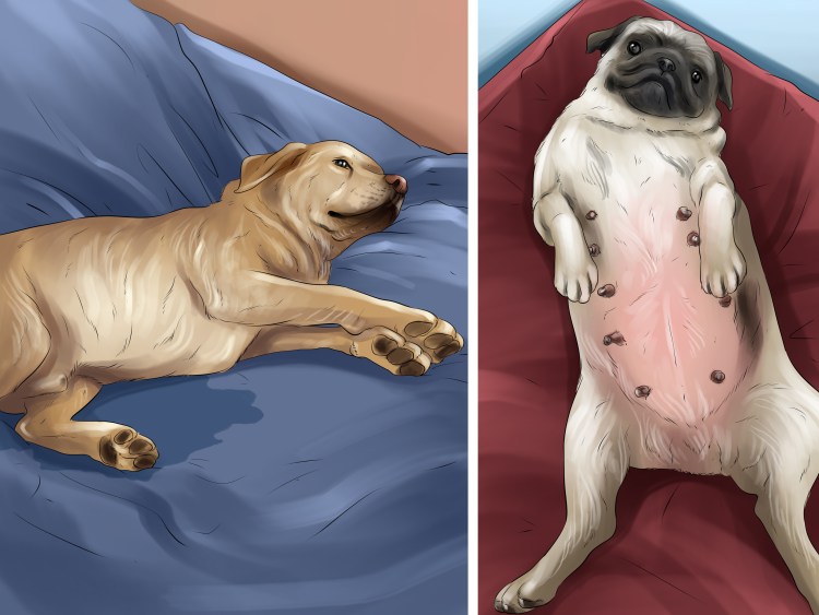 Течка у корги пемброк Длительность