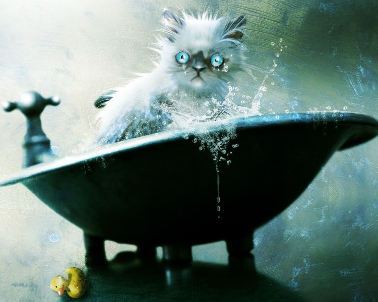 Мокрая кошка