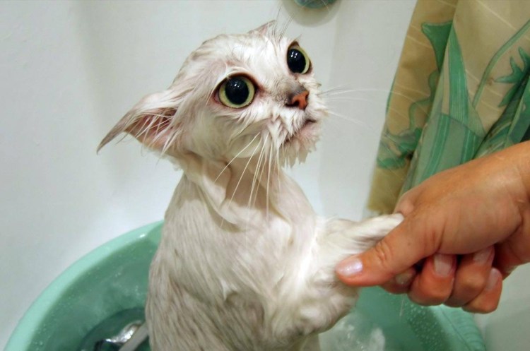 Купание кошки