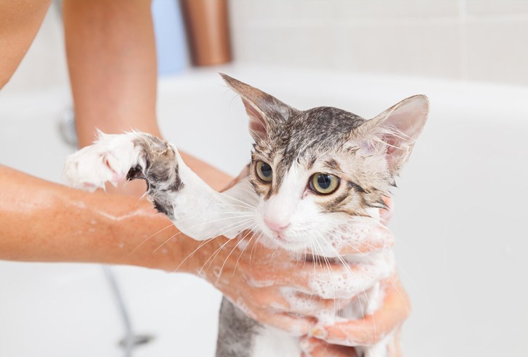Мытье кошки