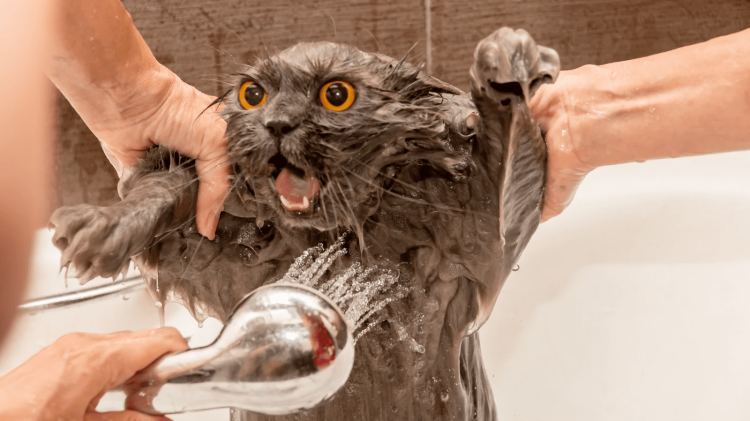 Помытый кот