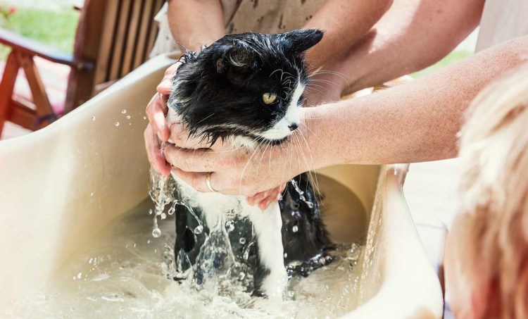 Купание кошки