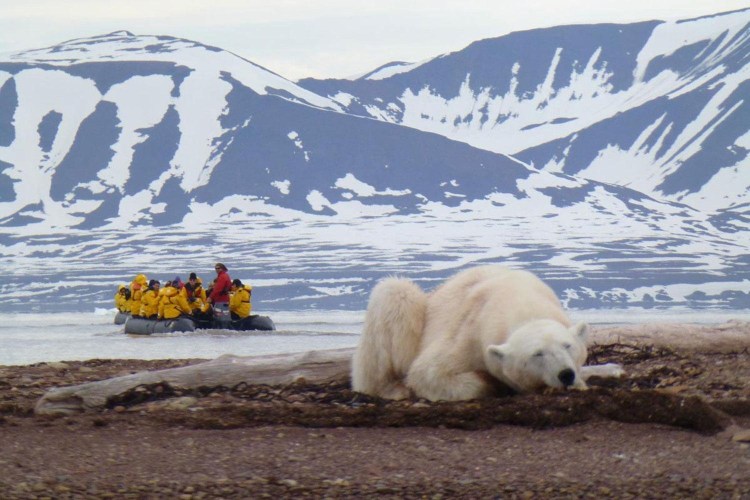 Ездовая упряжка