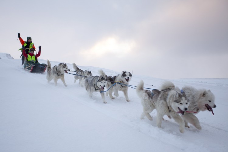 Самоед и Якутская лайка