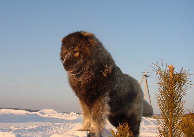 Животные Норвегии