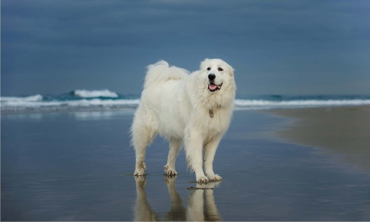 Шпицберген песец