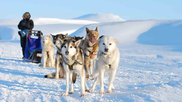 Японский шпиц медвежьего типа