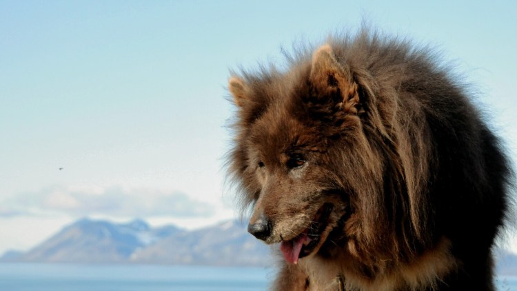 Шпицберген шпиц