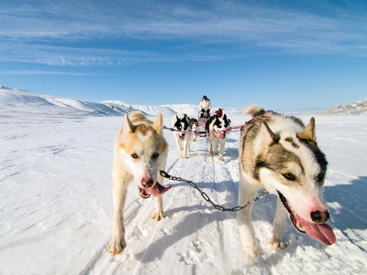 Хаски Шпицберген