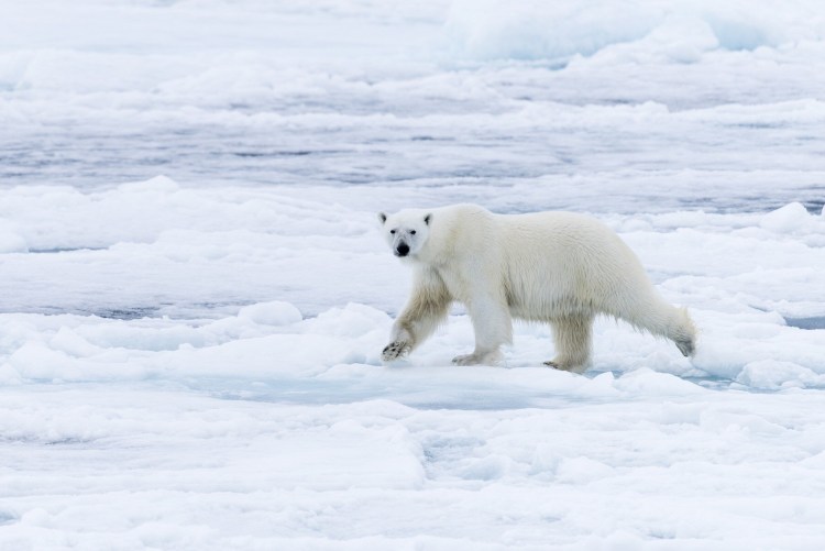 Собака Шпицберген Шпицберген