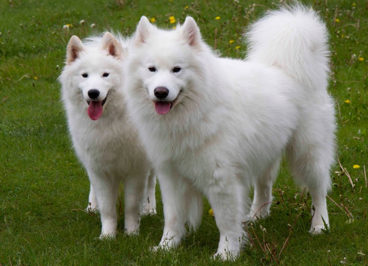 Шпиц померанский медвежьего белый