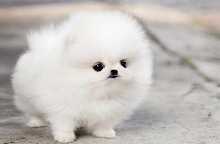 Природа Арктики