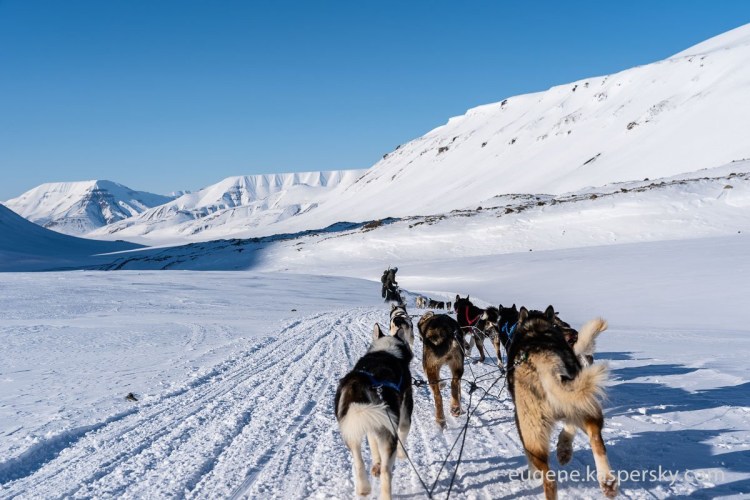 Шпицберген собака