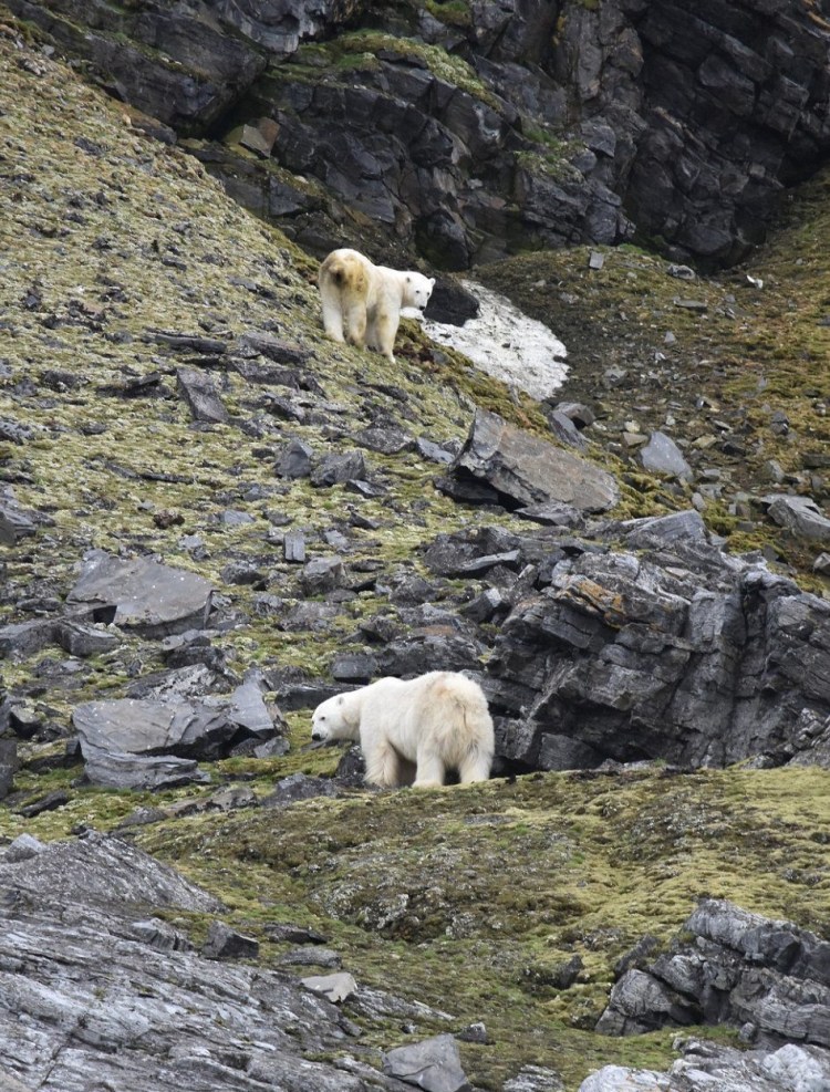 Медвежья Кавказская овчарка