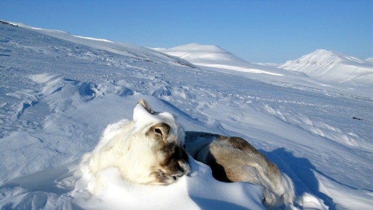 Ездовые собаки на Аляске