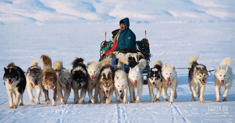 Породистые щенки