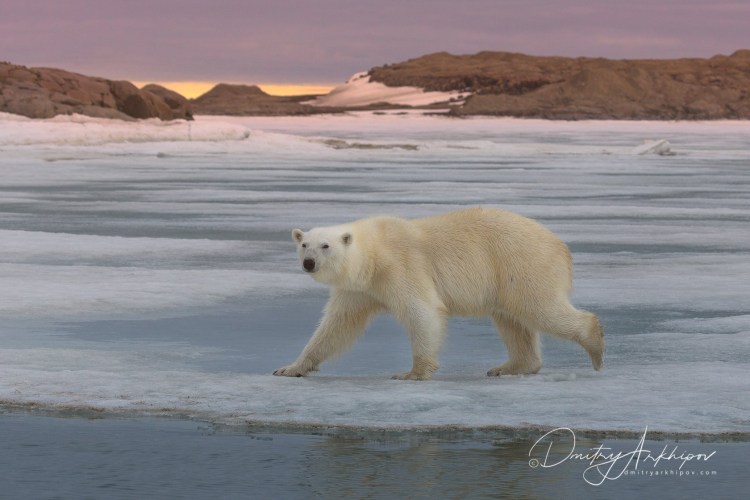 Шпицберген животный мир