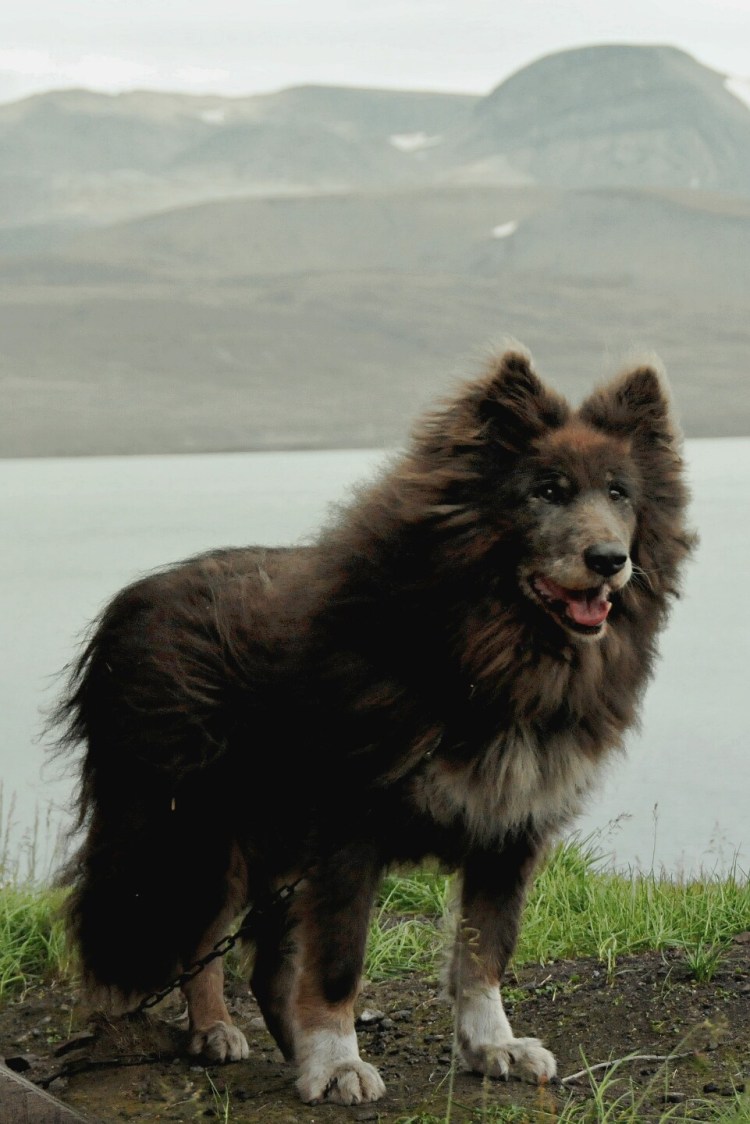 Шпицберген шпиц