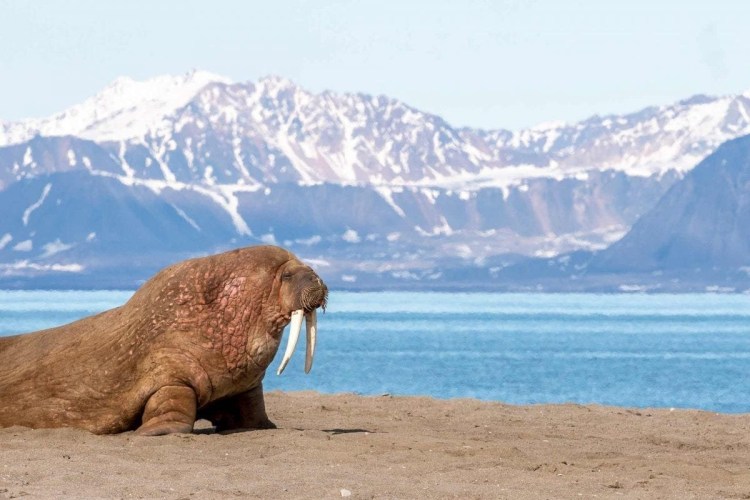 Лайка самоед