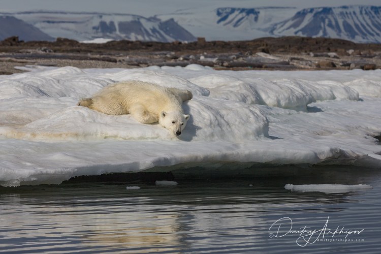 Колли шелти бордер колли